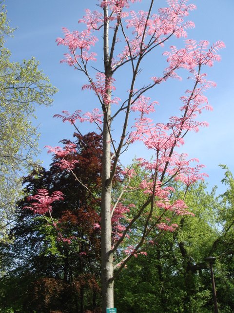 Toona sinensis 'Flamingo' jeunes feuilles